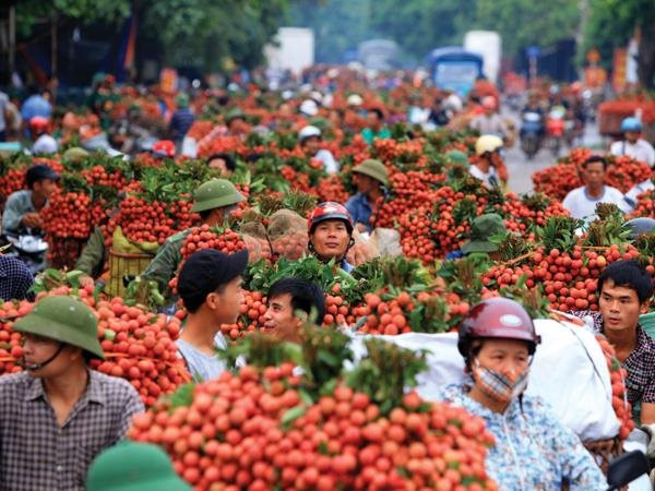 Vải thiều của Bắc Giang 2023: những kết quả và biện pháp nâng xuất khẩu