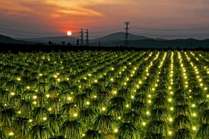 Hệ thống chiếu sáng thông minh nâng cao hiệu quả kinh tế cho người trồng thanh long