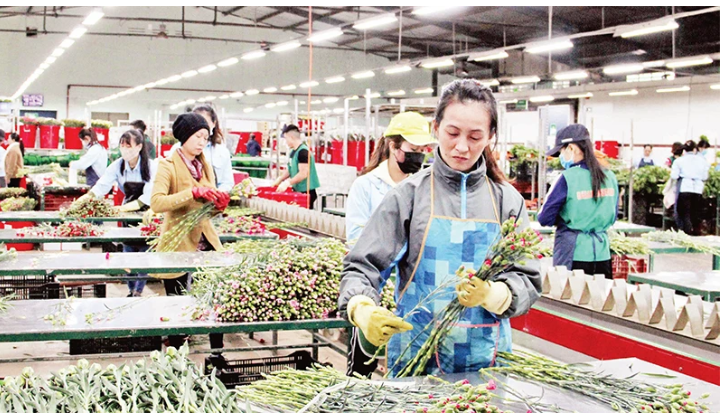 Số hóa nghề trồng hoa ở Lâm Đồng