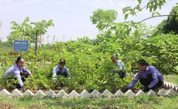 Hà Nội tăng cường kiểm soát chất lượng thuốc, dược liệu lưu hành trên thị trường