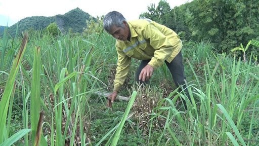 Sơn La tăng cường trồng cây dược liệu - mở lối phát triển kinh tế vùng đồng bào DTTS