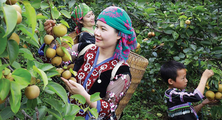 Nghiên cứu, đề xuất giải pháp ứng dụng thương mại điện tử tiêu thụ sản phẩm Ocop tại Lai Châu