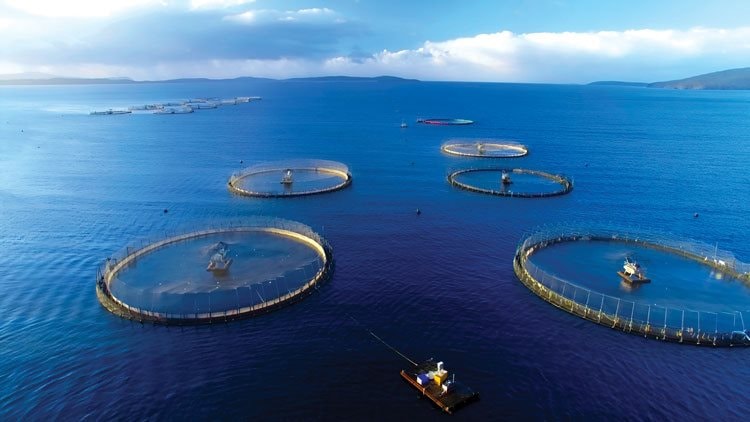 Cần đẩy mạnh xây dựng hệ sinh thái ngư nghiệp bền vững