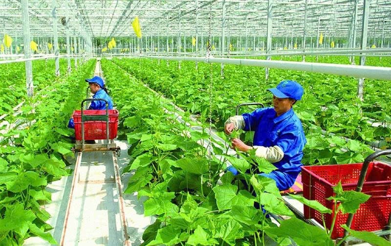 Chuyển đổi số trong lĩnh vực nông nghiệp: Nâng cao khả năng cạnh tranh của nông sản Việt Nam