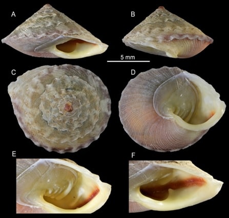Công bố loài ốc cạn mới cho khoa học từ hang động Sơn Đoòng, tỉnh Quảng Bình