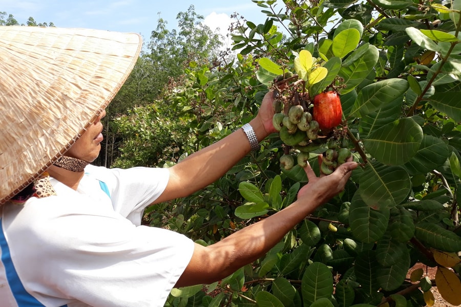 Đồng Nai: Định hình là “thủ phủ” cây công nghiệp theo hướng công nghệ cao và bền vững
