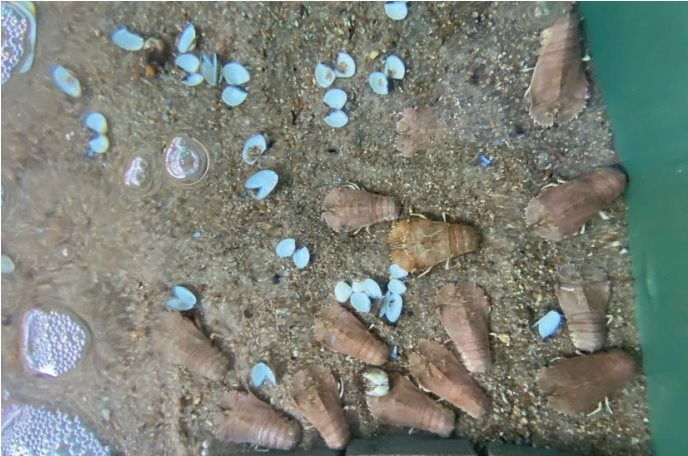 Xây dựng thành công quy trình nuôi thương phẩm tôm mũ ni trắng