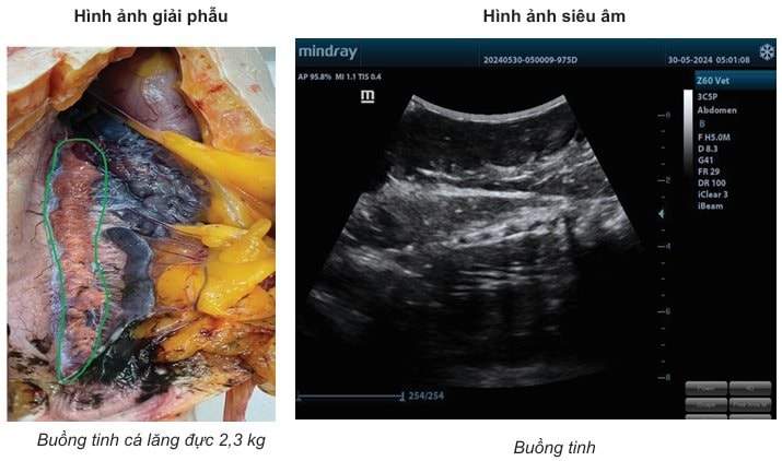 Trường Đại học Nông Lâm TP Hồ Chí Minh: Phát triển kỹ thuật chẩn đoán hình ảnh bằng siêu âm trong sản xuất giống cá tra và cá lăng