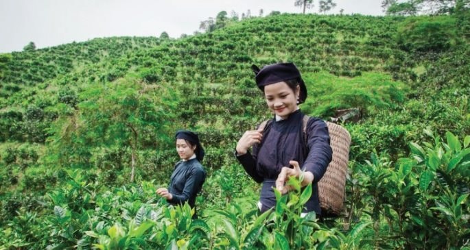 Bắc Kạn: Phát triển các cây trồng đặc thù khu vực hồ Ba Bể và vùng phụ cận gắn với du lịch