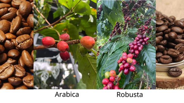 Công bố Chỉ dẫn địa lý “Lâm Đồng” cho sản phẩm cà phê