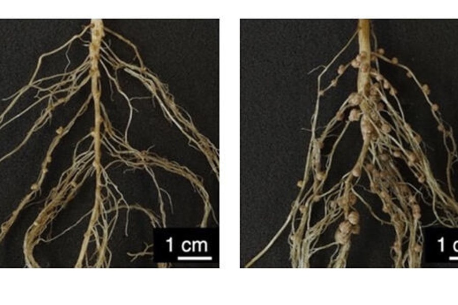 Nhật Bản: Công nghệ cộng sinh đậu tương hứa hẹn giảm phát thải toàn cầu