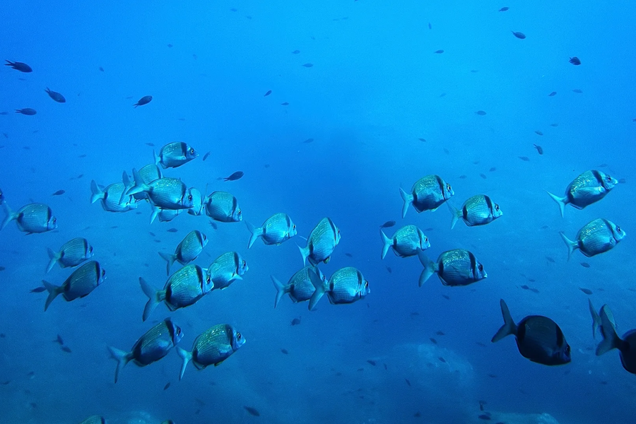 ‏Khai khoáng đáy biển có thể phá vỡ chuỗi thức ăn đại dương‏