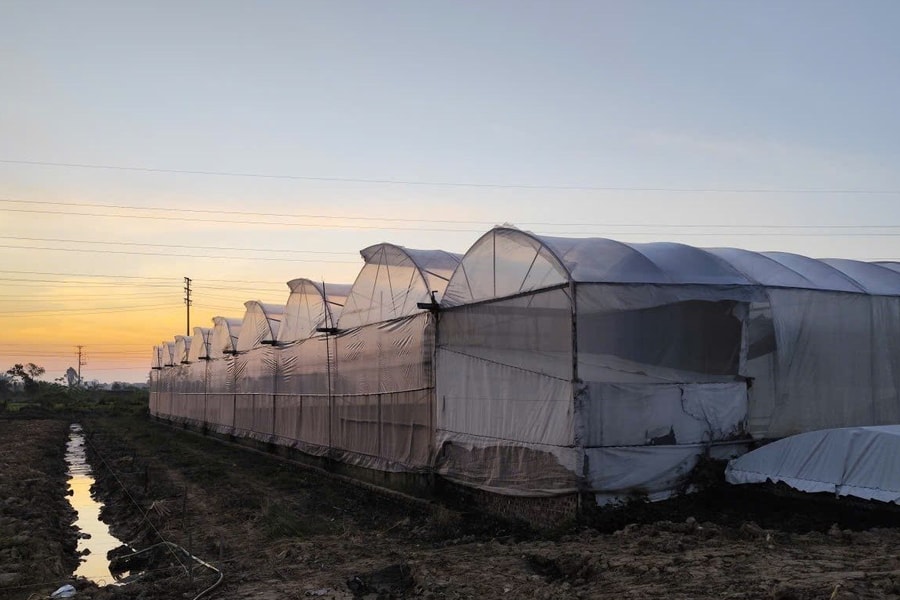 Hải Phòng đẩy mạnh ứng dụng khoa học và công nghệ trong nông nghiệp