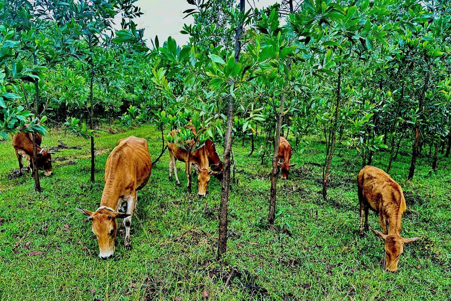 Na Sang - Điểm sáng trong phát triển nông nghiệp bền vững