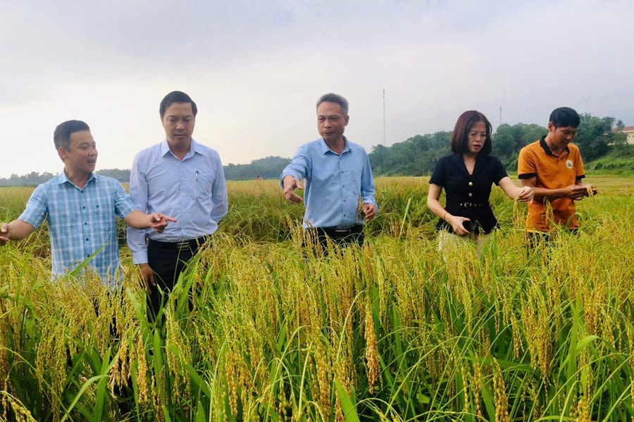 Phú Thọ bảo tồn và phát huy giá trị giống lúa nếp đặc sản Gà gáy, Quạ đen