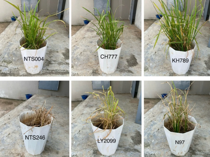 Khám phá thế hệ lúa “nước - cạn”: Kỳ vọng đột phá trong canh tác tiết kiệm nước