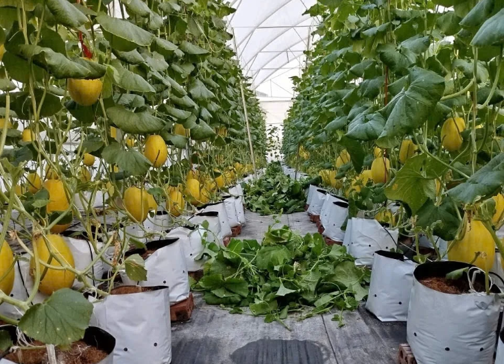 Hải Phòng: Chuyển mình với nông nghiệp số từ những nhà màng dưa lưới tiên phong