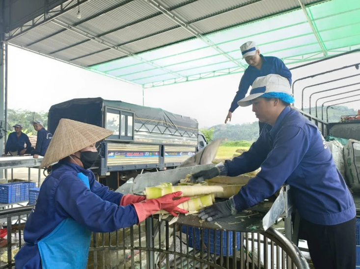 Lào Cai nhân rộng rừng tre Bát Độ: Phủ xanh đất dốc, mở hướng thoát nghèo bền vững