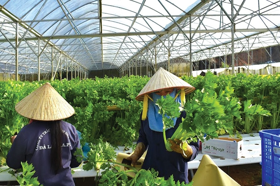 Lâm Đồng xây dựng nông thôn mới theo hướng phát triển toàn diện từ các hợp tác xã