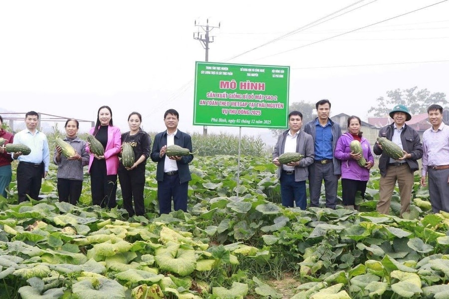 Thái Nguyên phát triển mô hình bí đỏ Mật sao 2 theo chuỗi giá trị VietGAP - Hướng tới nông nghiệp bền vững