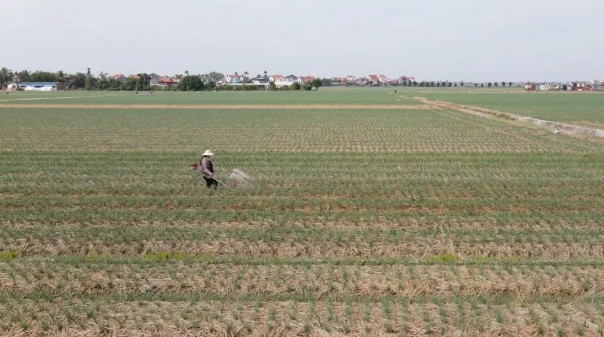 Hải Phòng: Hành tỏi “lên” chuẩn quốc tế nhờ doanh nghiệp dẫn dắt‎