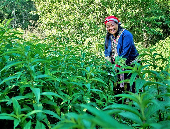 Chuẩn hóa vùng trồng dược liệu: Đánh thức tiềm năng “tỷ đô” trên đất nghèo
