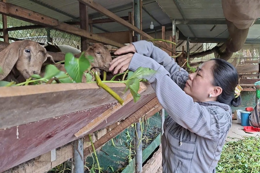 Mô hình nuôi dê sinh sản và thương phẩm ở phường Mỹ Thới, tỉnh An Giang: Hướng đi bền vững cho nông dân đô thị