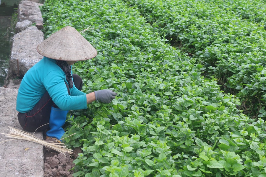 Phụ nữ An Giang giữ vai trò quan trọng trong giảm nghèo và xây dựng nông thôn mới