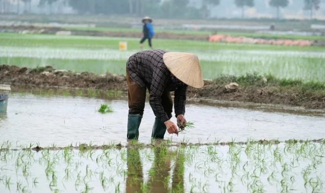 Giảm phát thải từ đồng ruộng: Bước chuyển cho nông thôn mới bền vững