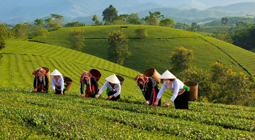 Phú Thọ: Ứng dụng khoa học công nghệ và chuyển đổi số để xây dựng nông thôn mới