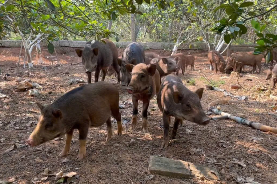 ‏Tạo sinh kế bền vững từ mô hình nuôi lợn “sạch” bản địa tại xã Mỹ Đức‏
