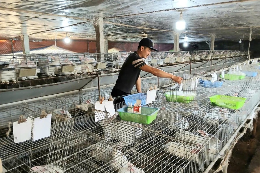 Mô hình nuôi thỏ khép kín: Hướng đi mới cho sinh kế bền vững ở xã Vĩnh Thuận