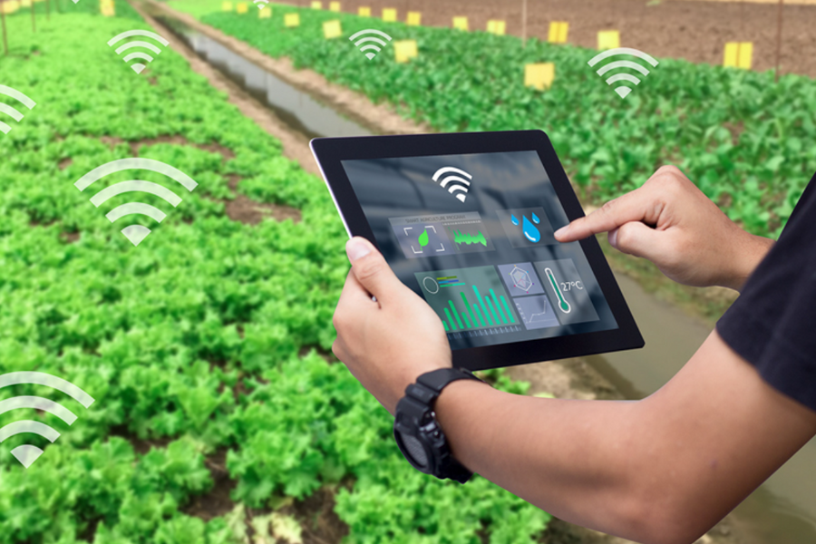 ‏"Bỏ phố về quê" mang theo công nghệ: Làn gió mới hiện đại hóa nông thôn‏