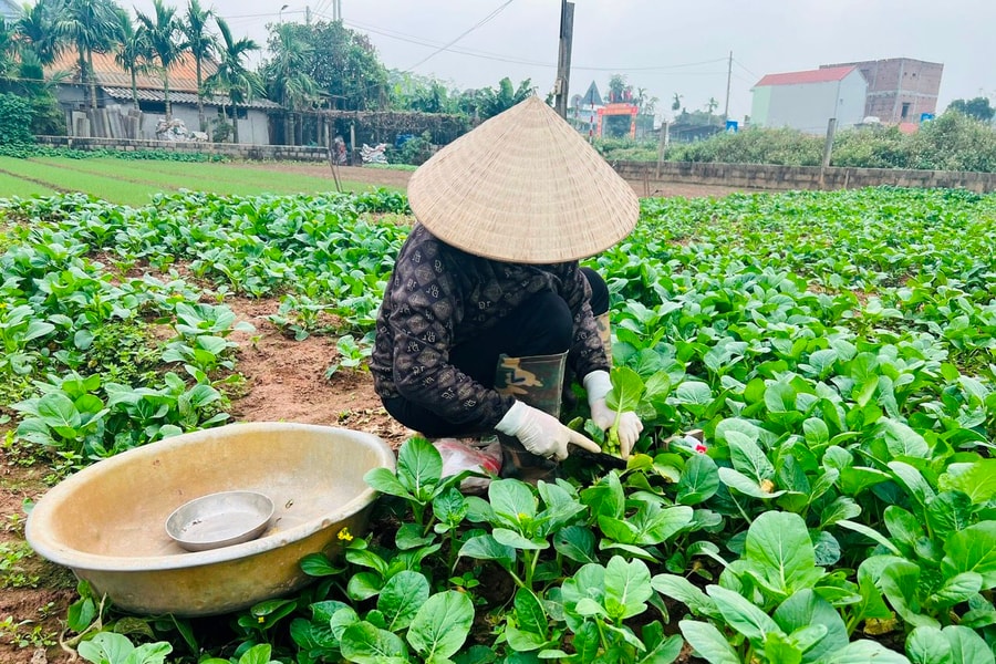 Trao quyền kinh tế cho phụ nữ: Chìa khóa bình đẳng giới và giảm nghèo đa chiều