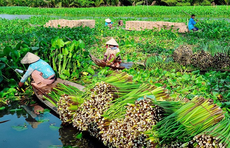 Phụ nữ nông thôn Ba Sao có thêm thu nhập từ nghề đan lục bình