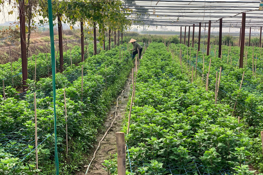 ‏Phúc Sơn: Đánh thức tiềm năng vùng bán sơn địa, hướng tới nông thôn mới kiểu mẫu‏