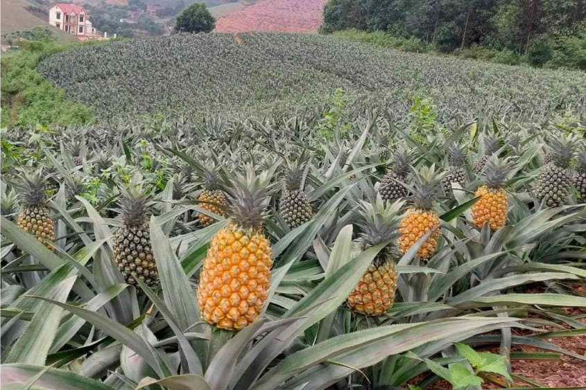 Nghệ An: Hiệu quả từ mô hình trồng dứa phủ nilon theo hướng tuần hoàn