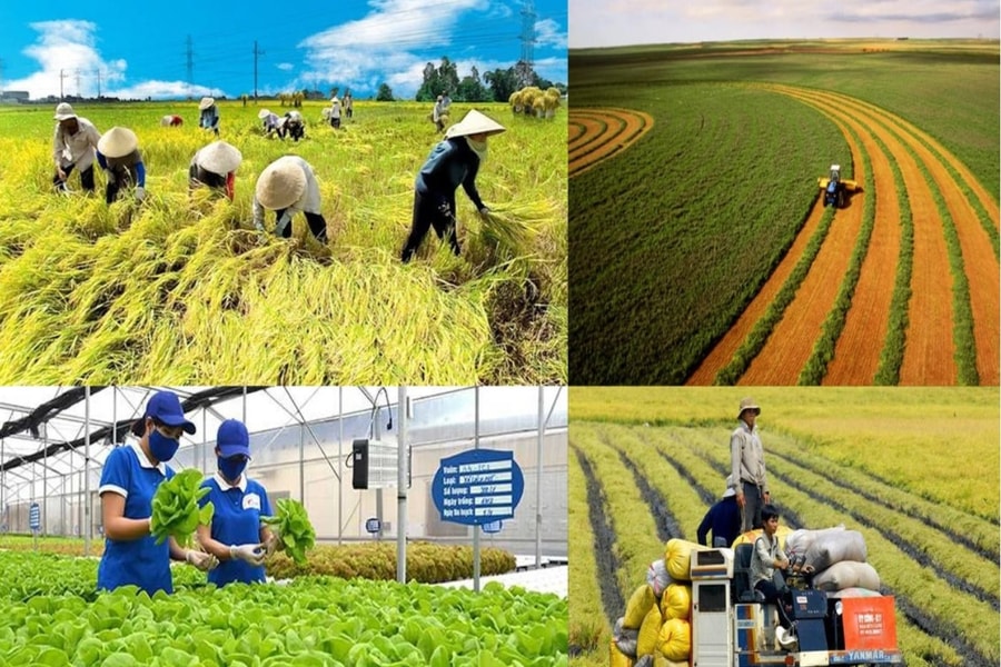 Nhiều dấu ấn trong hoạt động của Cụm thi đua Liên minh HTX Duyên hải - miền Trung và Đông Nam Bộ năm 2025