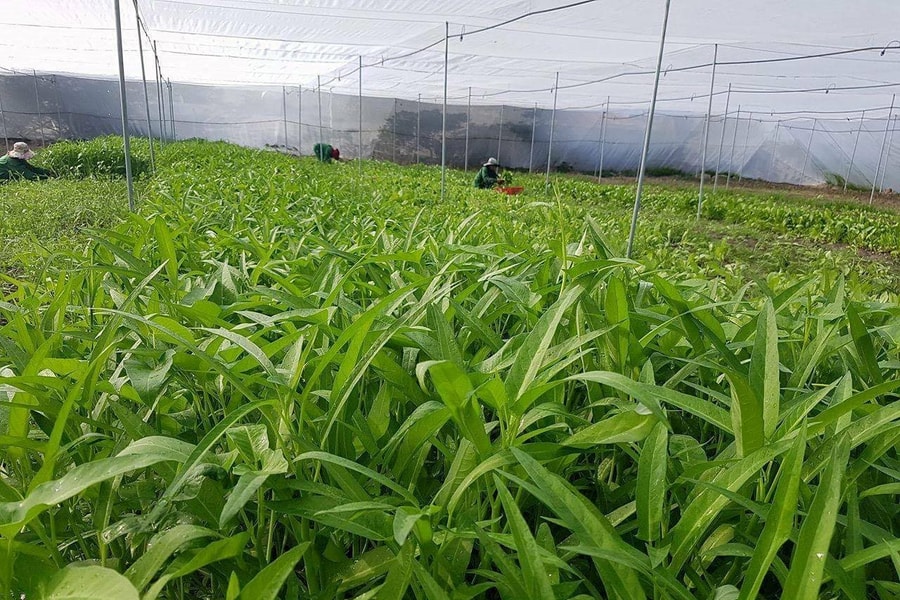 Hiệu quả rõ nét từ chương trình giảm nghèo bền vững tại Lâm Đồng