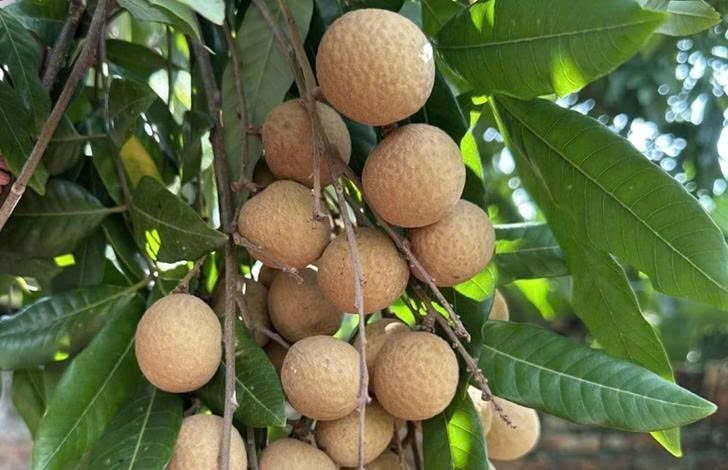 Nhãn đặc sản, sinh kế mới cho người dân Tân Hưng