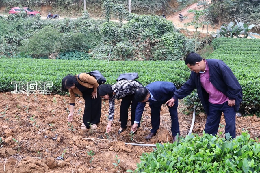 Phát triển mô hình trồng chè giống mới VN15 chất lượng cao