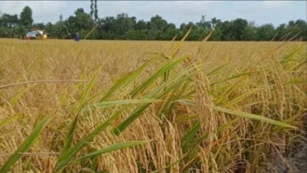 Lúa - nấm - phân hữu cơ: Mô hình tuần hoàn tạo thu nhập kép, góp phần xây dựng nông thôn mới