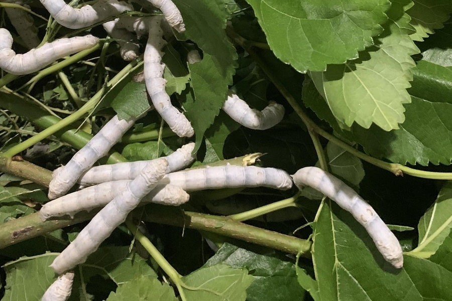 Nuôi tằm trong nhà lạnh: Hướng đi mới tăng năng suất ở vùng núi phía Bắc