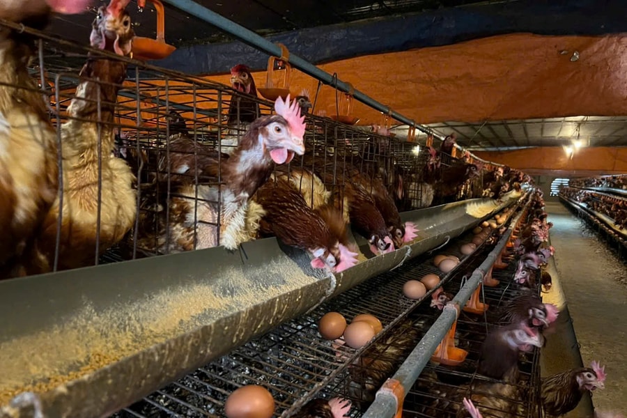 Hỗ trợ vay vốn ưu đãi giúp nhiều hộ nghèo mở rộng sinh kế và tăng thu nhập