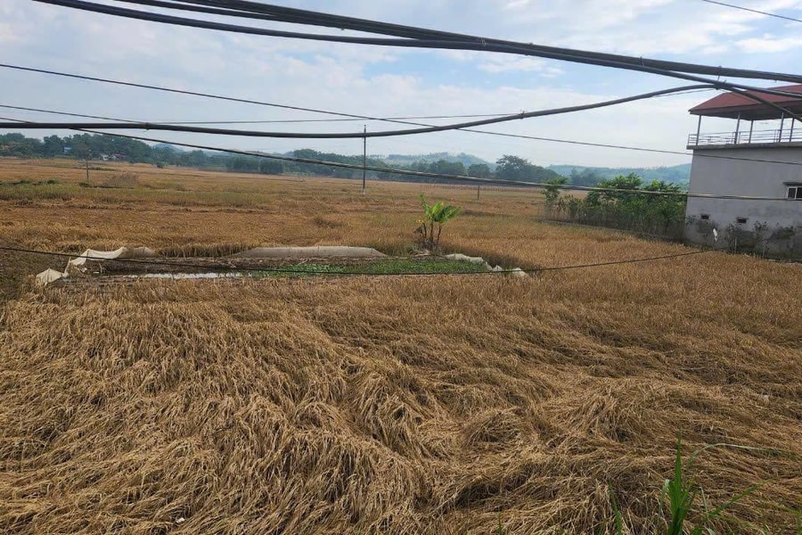 Tứ Mỹ: Hợp tác xã là chìa khóa cho cánh đồng sinh lời cao