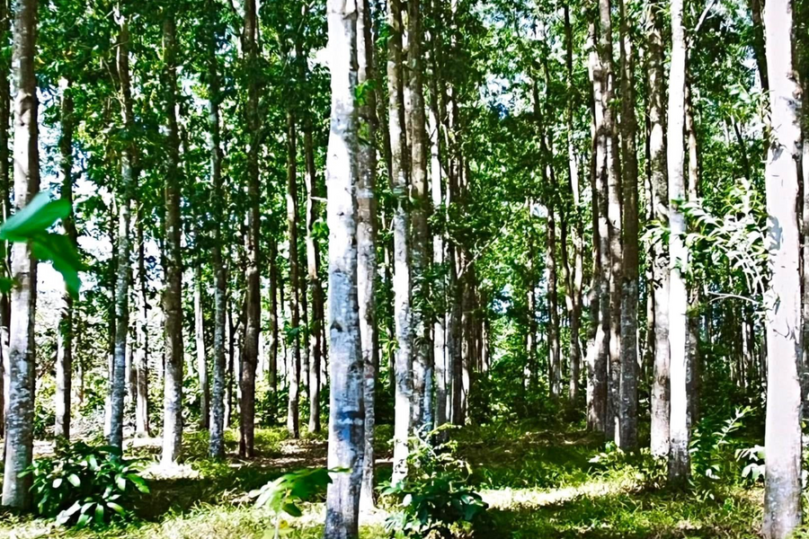 Ứng dụng khoa học và công nghệ trong trồng rừng keo: Giải pháp giảm nghèo bền vững trên vùng đất ngập phèn Đồng bằng sông Cửu Long