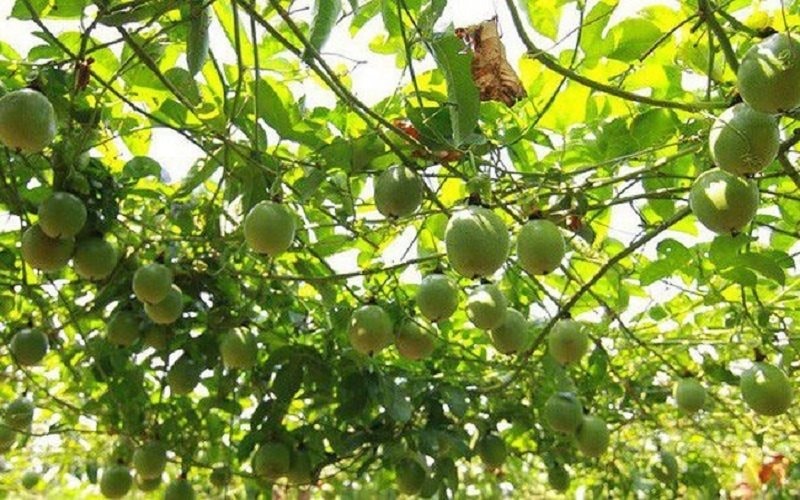 Những “điểm sáng” trong phát triển kinh tế nông thôn Quảng Ninh