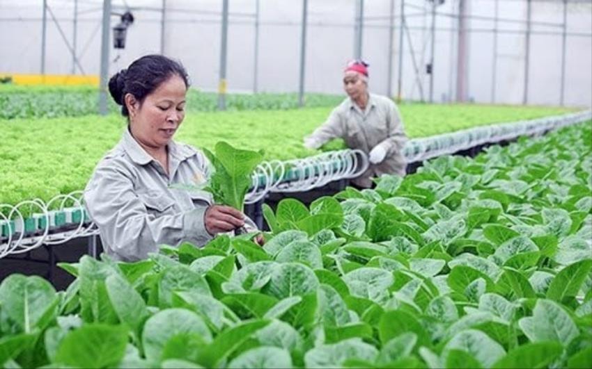 Nghệ An đặt mục tiêu 150 hợp tác xã nông nghiệp ứng dụng công nghệ cao đến năm 2030