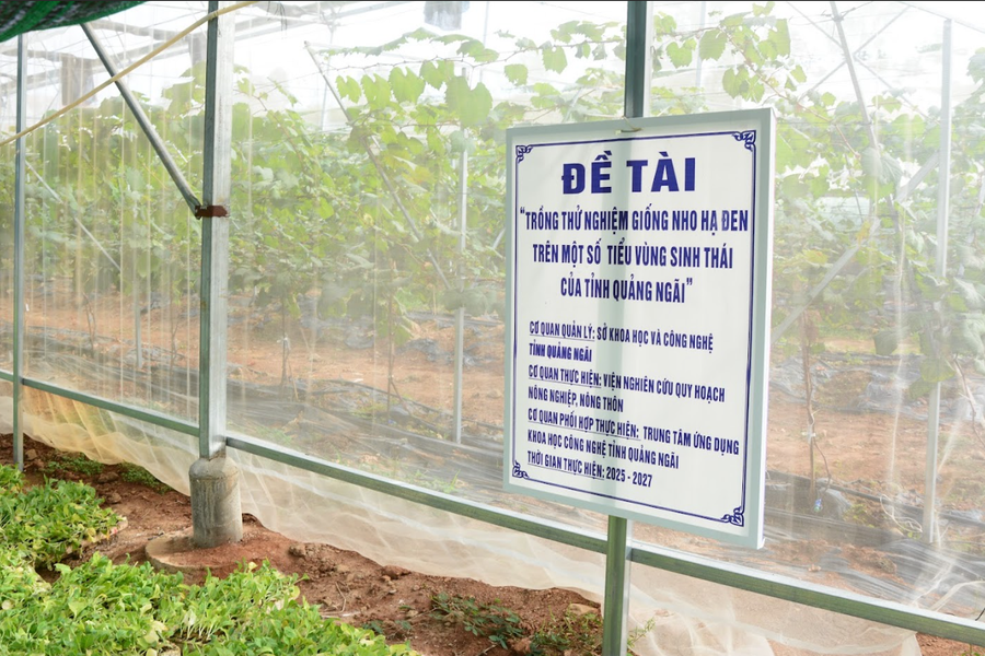 Đưa KH&CN về với ruộng vườn Quảng Ngãi