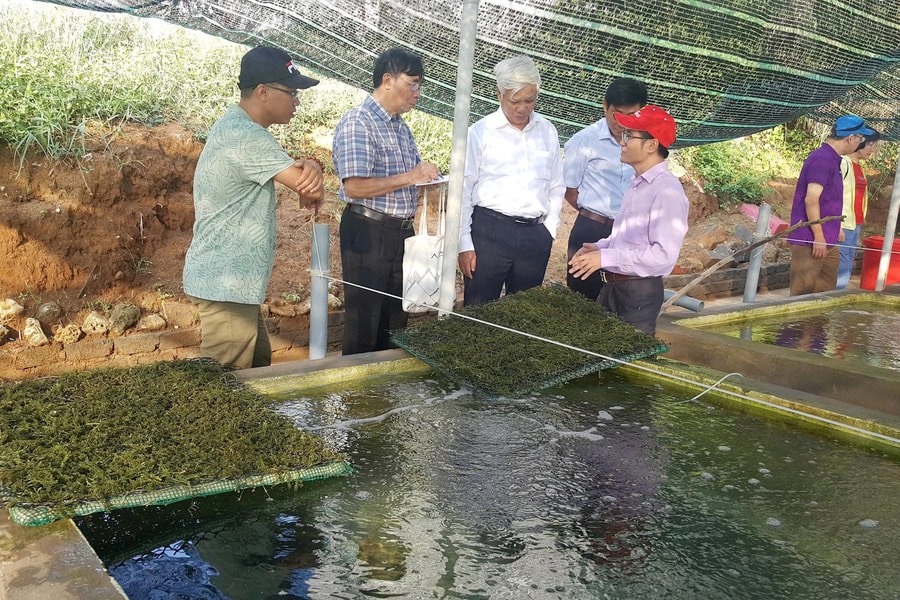 Phát triển hợp tác xã nuôi trồng thủy sản: Hướng đi hiệu quả trong giảm nghèo